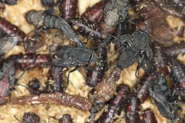 Bluebottle flies hatching