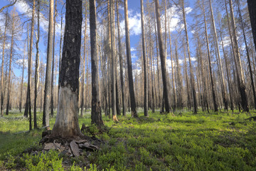 Pine forest after forest fire