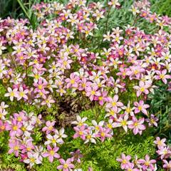 Naklejka premium Moossteinbrech - Saxifraga bryoides