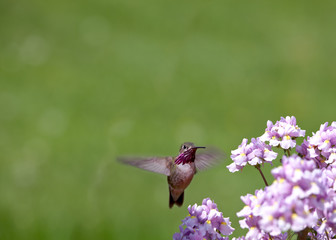 Fototapeta na wymiar Buczenie ptaka z kwiatami