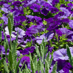 beautiful blue flowers