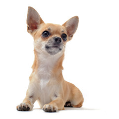 chihuahua poil court