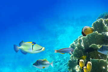 Fototapeta premium Underwater life of a hard-coral reef, Red Sea, Egypt