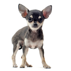Obraz premium chiot chihuahua poil court