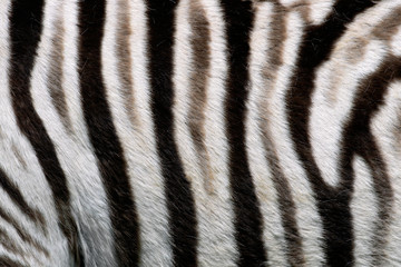 Fototapeta na wymiar Zebra skin background