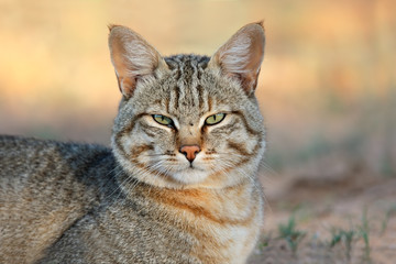African wild cat