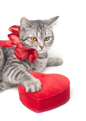 Isolated grey cat with red bow and heart