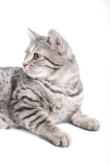 Isolated grey cat