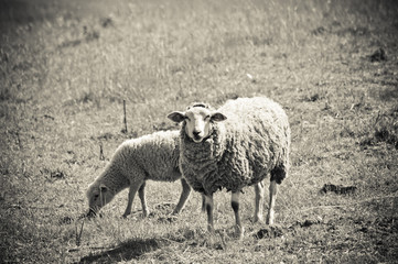 Obraz premium sheep on the pasture