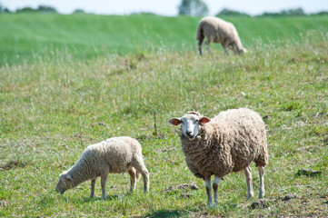 Obraz na płótnie Canvas sheep on the pasture