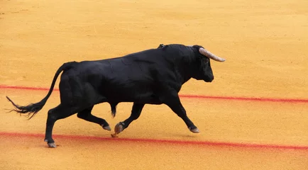 Printed roller blinds Bullfighting Taureau, corrida