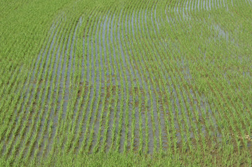 rice, water and reflected sky #7
