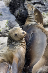 San cristobal island,iles galapagos Ecuador