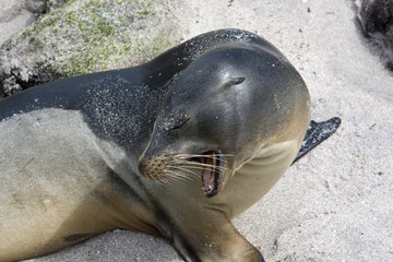 San cristobal island,iles galapagos Ecuador