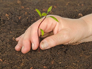 Woman planting avocado sapling