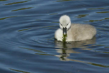 Young Muted Swan