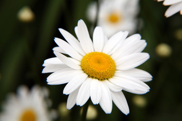 Fototapeta premium Daisy macro