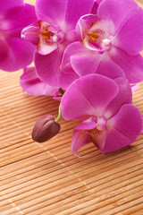 Pink orchid (Phalaenopsis) flowers