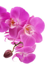 Fototapeta na wymiar Pink orchid (Phalaenopsis) kwiaty, pojedyncze, białe tło