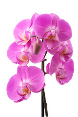Pink orchid (Phalaenopsis) flowers, isolated, white background