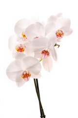 Naklejka na ściany i meble Biała orchidea (Phalaenopsis) kwiaty, pojedyncze, białe tło