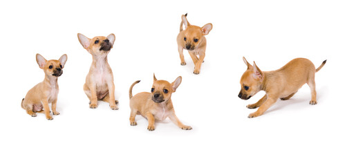 Fototapeta premium Toy Terrier puppy