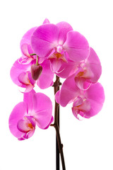 Naklejka na ściany i meble Pink orchid (Phalaenopsis) kwiaty, pojedyncze, białe tło