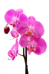 Pink orchid (Phalaenopsis) flowers, isolated, white background