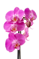 Obraz na płótnie Canvas Pink orchid (Phalaenopsis) kwiaty, pojedyncze, białe tło