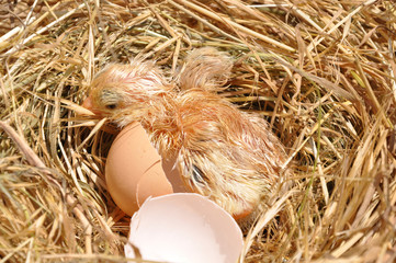nestling © romikmk
