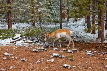 Obraz premium Mule Deer