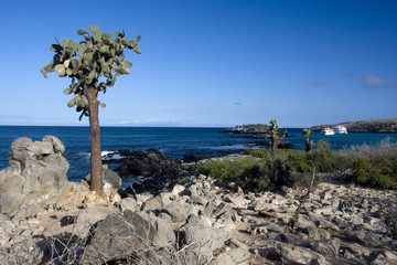 Isla santa f&eacute; barrington,islas galapagos Ecuador