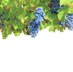 Clusters of grapes  isolated on a white background