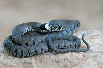 young grass snake