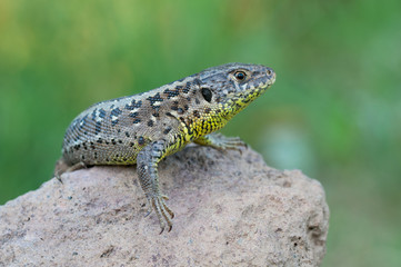 sand lizard