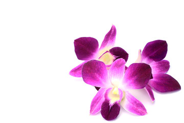 Dendrobium Phalaenopsis