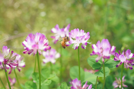ミツバチと蓮華草