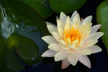 lotus yellow