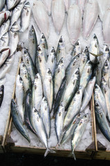 Obraz premium Fresh Blue Fish