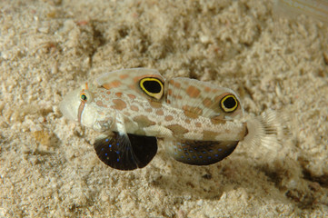 Goby