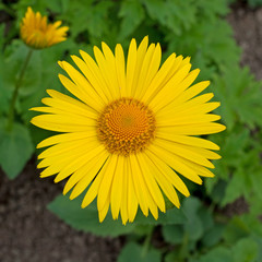 Großblütige Gämswurz - Doronicum grandiflorum