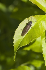 alder fly 2