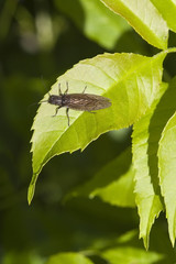 alder fly