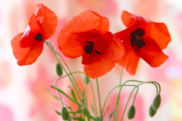 Mohnblumen,Klatschmohn