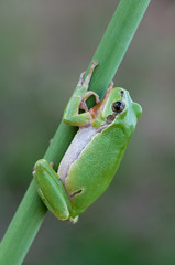 European tree frog