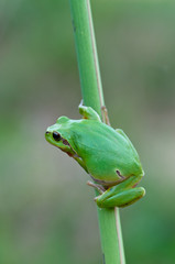 European tree frog