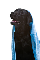 Labrador, schwarz, Rassehund, Studioaufnahme, freigestellt