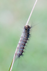 Lymantria dispar