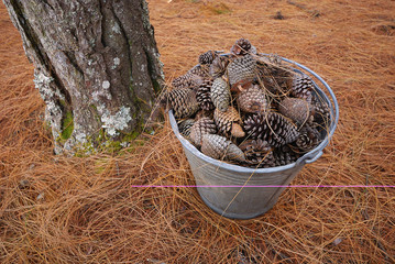 Pine cones