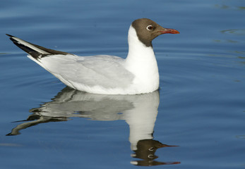 Black-headed gull